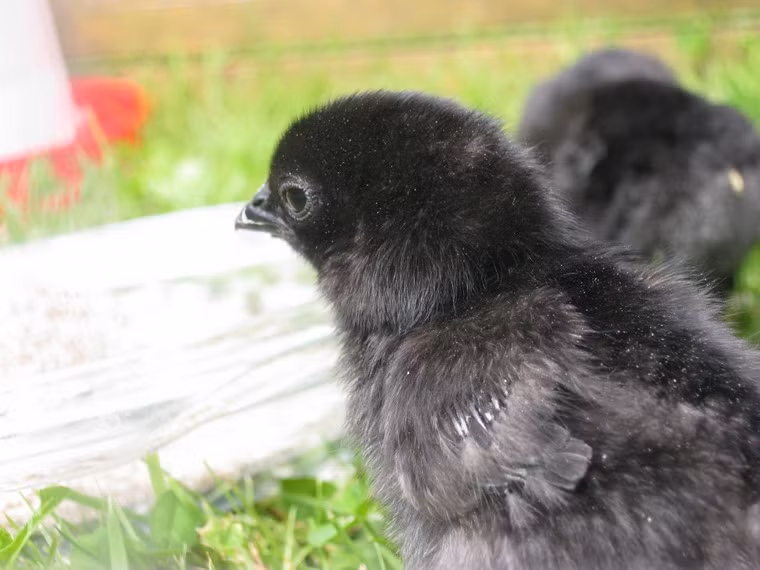 Tất cả số gà hiện tại của ông Paul Bradshaw đều đã có người đặt mua, và những người mới sẽ phải chờ đến đầu năm 2014 mới có đợt gà tiếp theo.