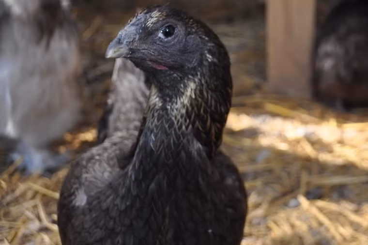 Những người mua gà Ayam Cemani là những nhà sưu tầm hoặc người chăn nuôi. Tất nhiên, không ai bỏ ra hàng nghìn USD để những chú gà quý giá này về… làm thịt.