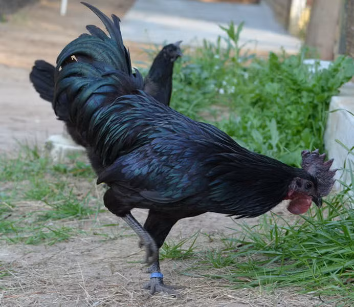 Mặc dù đắt như vậy, nhưng những chú gà Ayam Cemani vẫn rất đắt hàng.