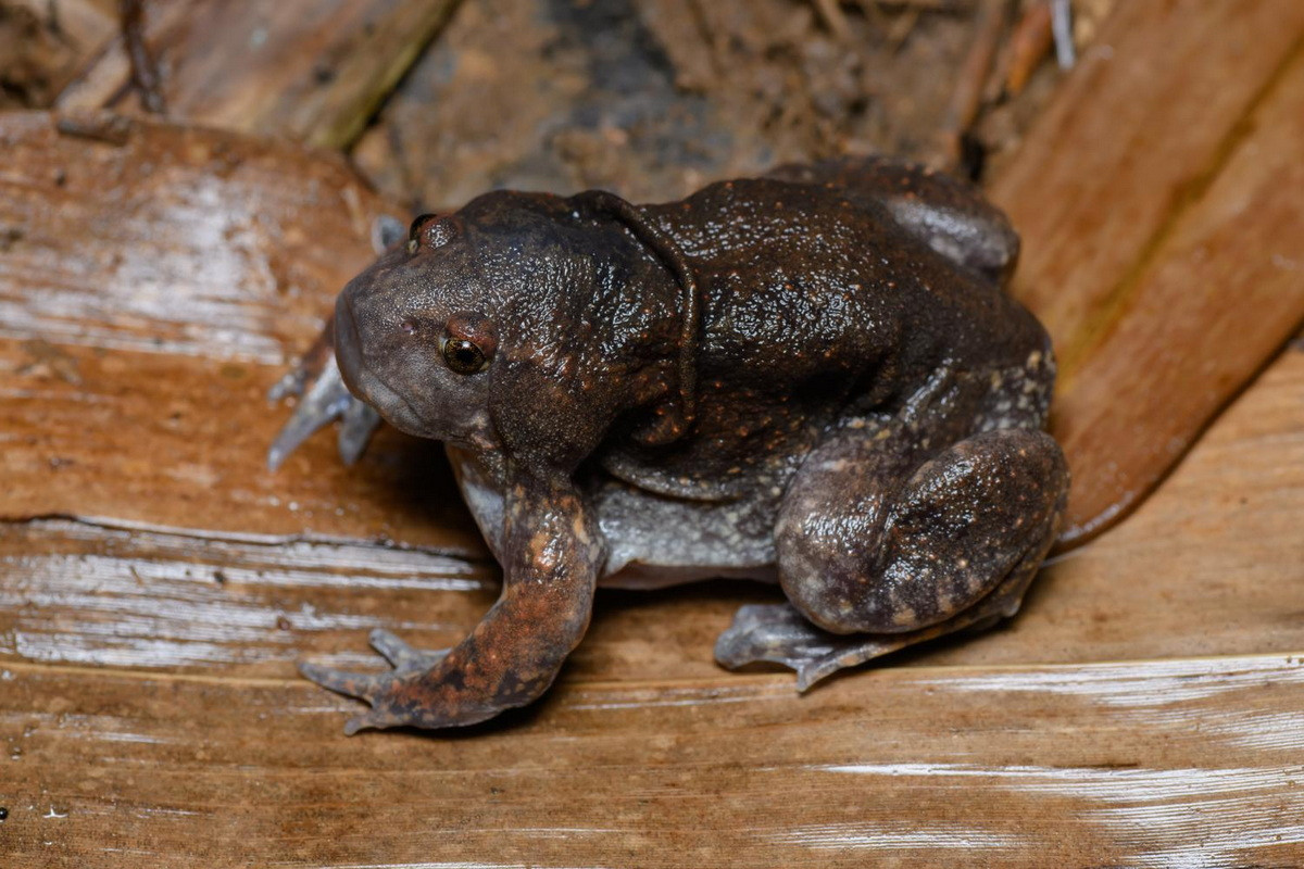 Môi trường sống tự nhiên của chúng là các hệ sinh thái cận nhiệt đới và nhiệt đới như rừng rậm, đồng cỏ ẩm, đất ngập nước, các khu vườn nông thôn, ao tạm thời... Ảnh: Thai National Parks.