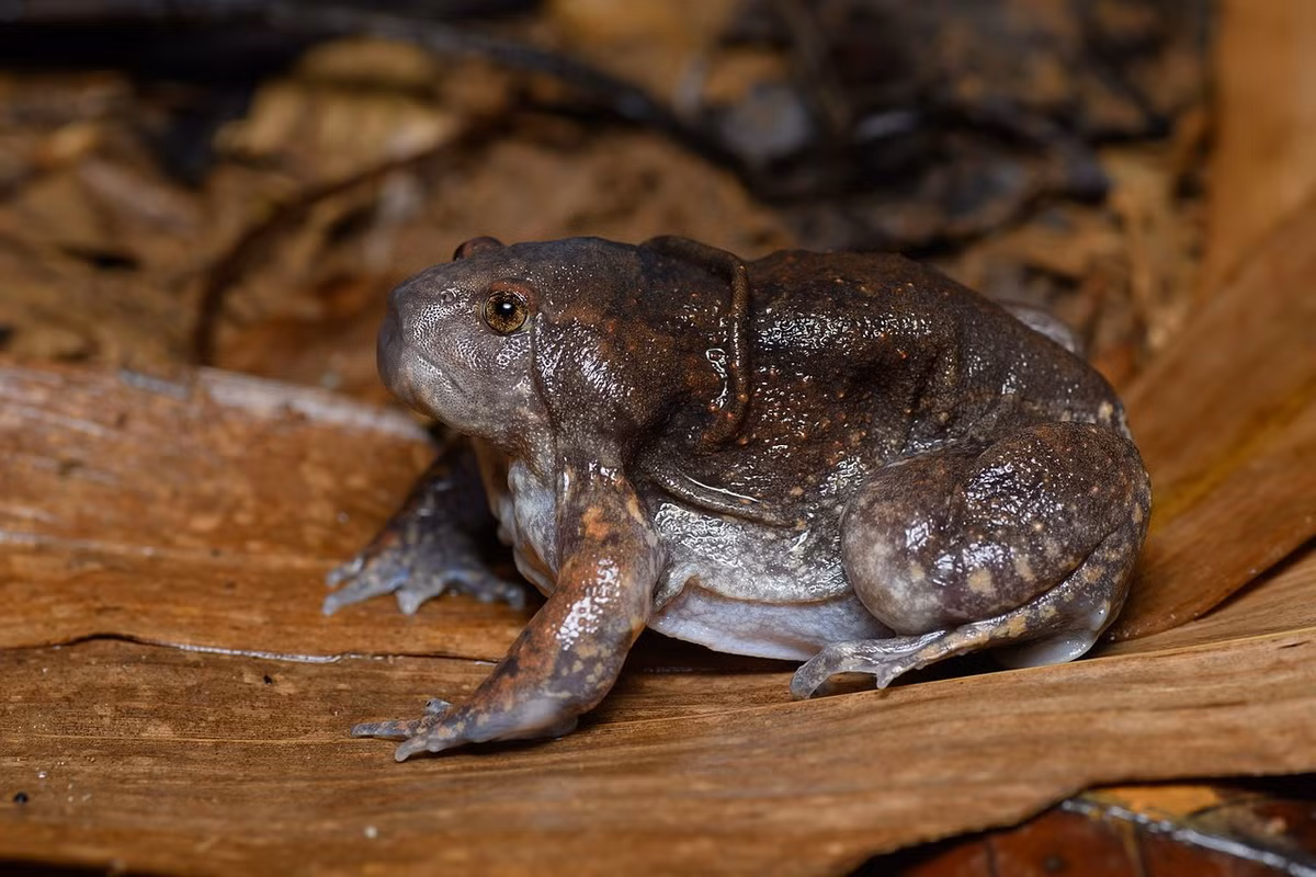 Da nhái lưỡi xù xì, mặt lưng màu đen xám, lấm chấm vàng nhạt, trong khi bụng màu mỡ gà. Ảnh: Thai National Parks.