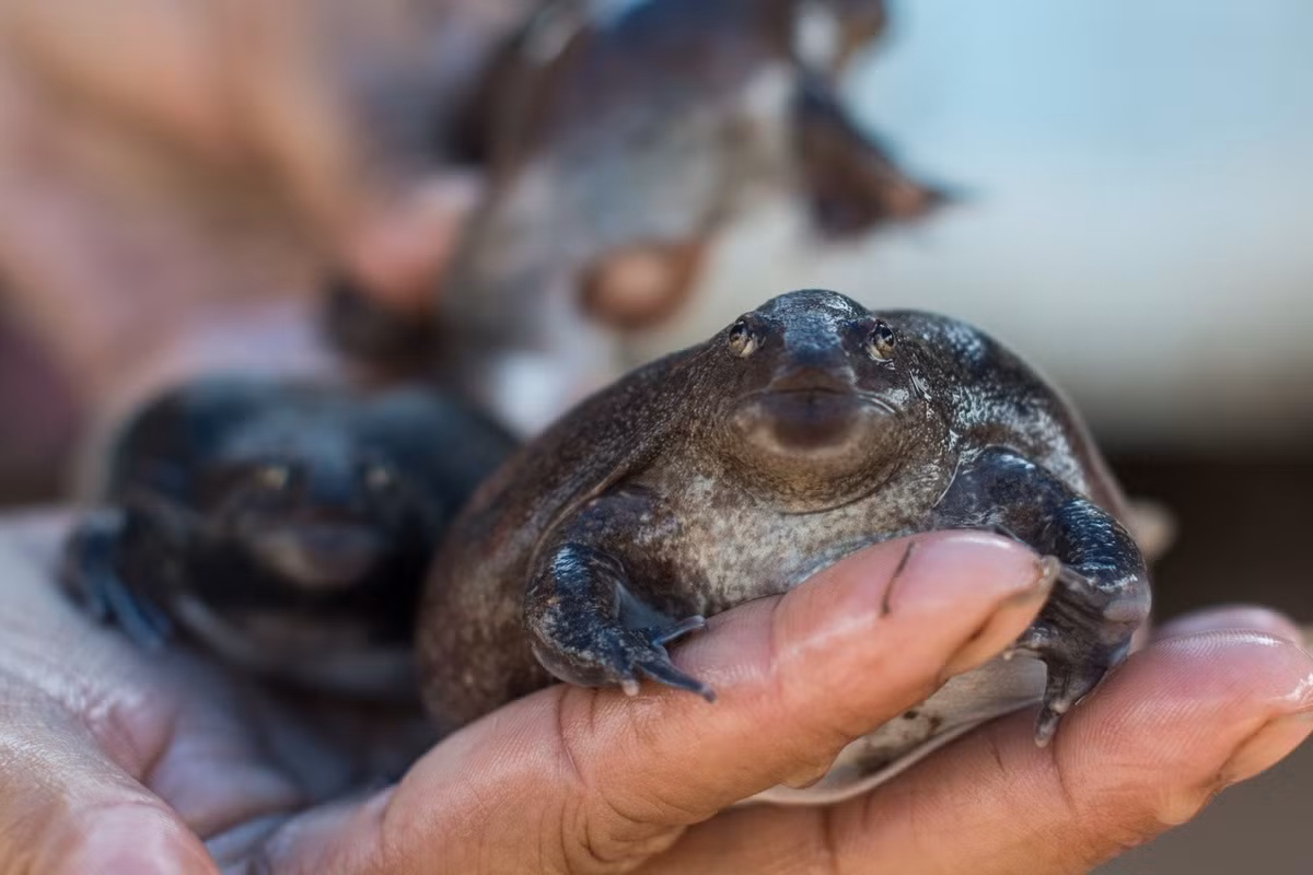 Ở một số địa phương, nhái lưỡi được săn bắt với số lượng lớn để làm thức ăn trong mùa sinh sản. Ảnh: Pentti Linkola Stan / Twitter.