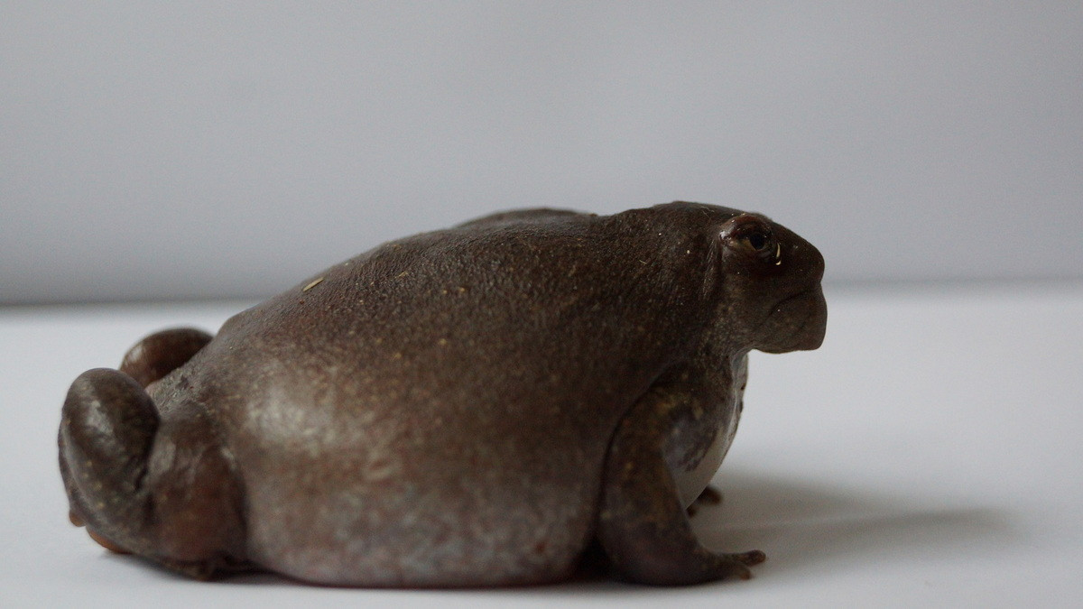 Do bị đánh bắt quá mức, các quần thể tự nhiên của loài lưỡng cư này đã bị suy giảm nghiêm trọng ở nhiều nơi. Sự suy thoái của môi trường khiến số phận của chúng lại càng trở nên mong manh. Ảnh: Real Monstrosities.