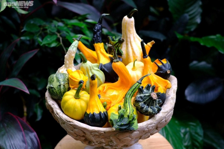 Dua nhau san lung bi ngo ti hon dot bien choi Halloween