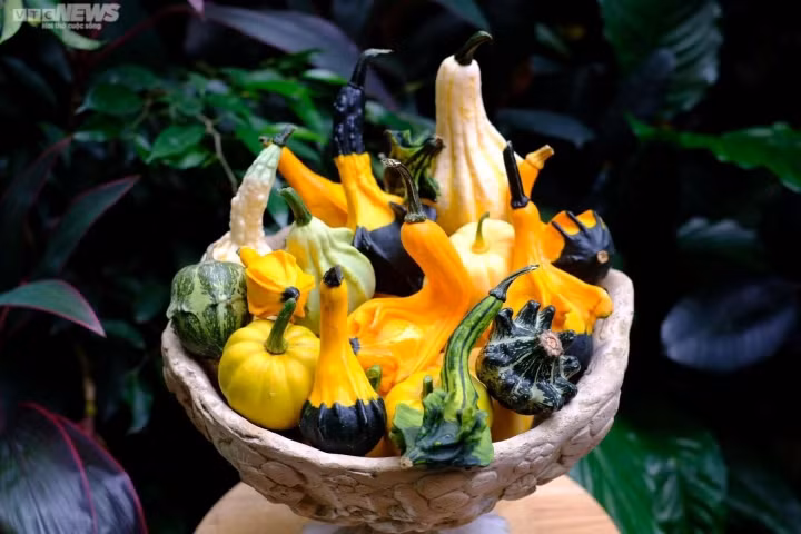 Dua nhau san lung bi ngo ti hon dot bien choi Halloween