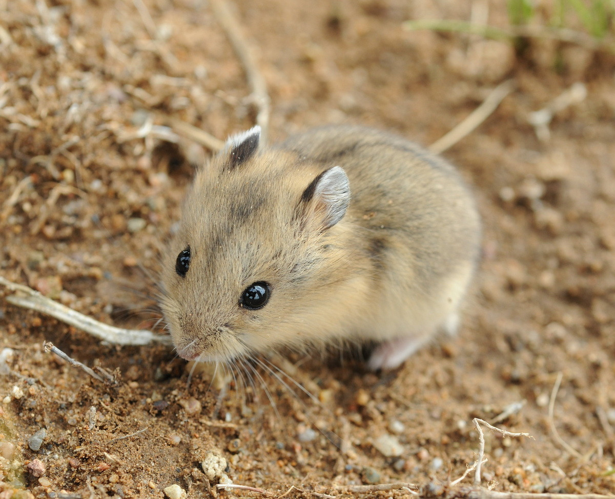  Hamster còi sọc (Cricetulus barabensis) dài 7-12 cm, phân bố từ Nam Siberia qua Mông Cổ, Đông Bắc Trung Quốc đến Bắc bán đảo Triều Tiên. Loài gặm nhấm này chuyên đột nhập vào các cánh đồng để lượm hạt và có thể trở thành kẻ phá hoại nông nghiệp. Nông dân thường phá hang của chúng khi làm đất.