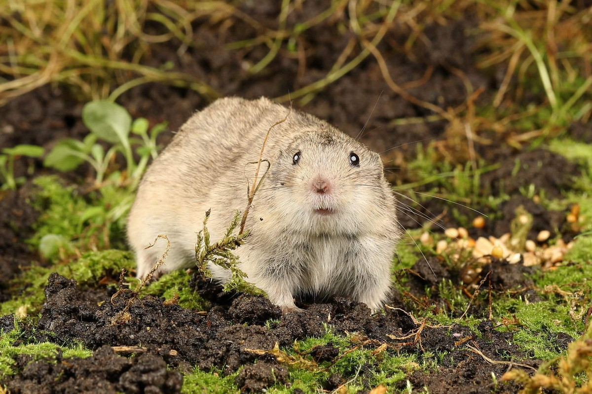 Chuột lemming thảo nguyên (Lagurus lagurus) dài 8-12 cm, sống ở các cánh đồng cỏ khô trải rộng từ Ukraina đến Mông Cổ. Chúng hoạt động nhiều hơn vào ban đêm, chủ yếu ăn chồi và lá.