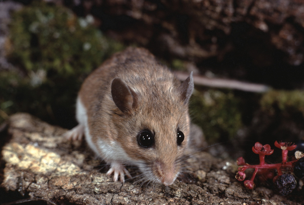 Chuột nhắt chân trắng (Peromyscus leucopus) dài 9-11 cm, phân bố ở miền trung và miền Đông nước Mỹ. Là loài động vật dễ thích nghi, chúng được bắt gặp ở hầu hết các loại sinh cảnh trên mặt đất ở khu vực phân bố.