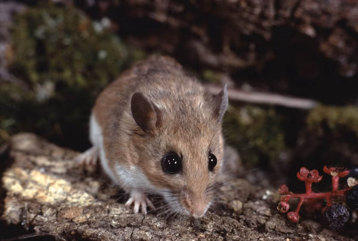 Chuột nhắt chân trắng (Peromyscus leucopus) dài 9-11 cm, phân bố ở miền trung và miền Đông nước Mỹ. Là loài động vật dễ thích nghi, chúng được bắt gặp ở hầu hết các loại sinh cảnh trên mặt đất ở khu vực phân bố.