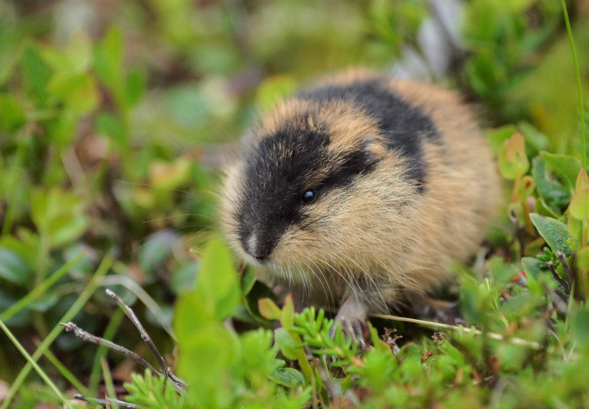Chuột lemming Na Uy (Lemmus lemmus) dài 7-16 cm, phân bố ở vùng lãnh nguyên Bắc Âu. Là loài thú nhỏ chính trong hệ sinh thái, sự biến động số lượng của chúng ảnh hưởng lớn đến sự thành công về sinh sản của nhiều loài săn mồi khu vực Bắc Cực.