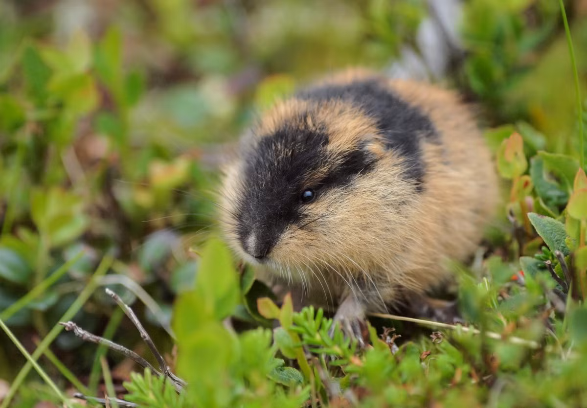 Chuột lemming Na Uy (Lemmus lemmus) dài 7-16 cm, phân bố ở vùng lãnh nguyên Bắc Âu. Là loài thú nhỏ chính trong hệ sinh thái, sự biến động số lượng của chúng ảnh hưởng lớn đến sự thành công về sinh sản của nhiều loài săn mồi khu vực Bắc Cực.