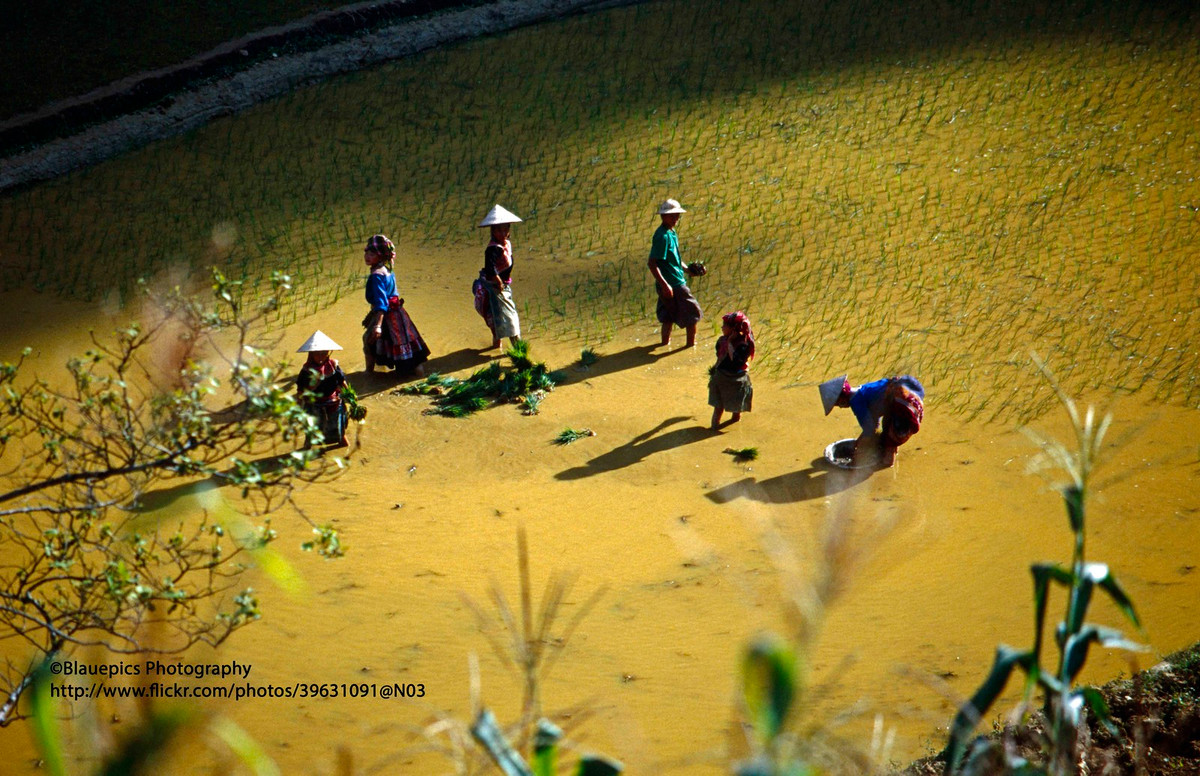 Một góc ruộng bậc thang Bản Phố nhìn từ trên cao.