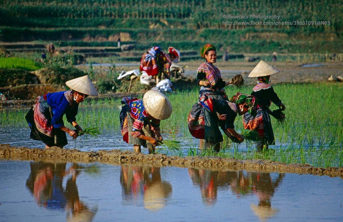 "Bán mặt cho đất, bán lưng cho trời" trên ruộng bậc thang.