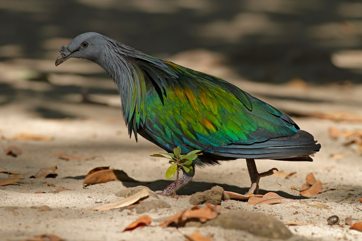 Chim bồ câu Nicobar (Caloenas nicobarica). Kích thước: Dài 50 cm. Vùng phân bố: Quần đảo Nicobar.