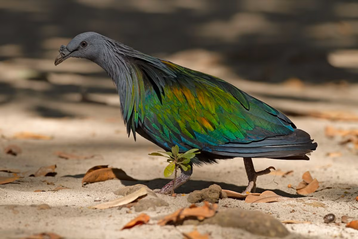 Chim bồ câu Nicobar (Caloenas nicobarica). Kích thước: Dài 50 cm. Vùng phân bố: Quần đảo Nicobar.