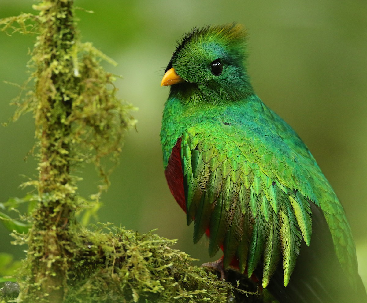 Chim nuốc nữ hoàng (Pharomachrus mocinno). Kích thước: Dài 36-40 cm. Vùng phân bố: Trung Mỹ.