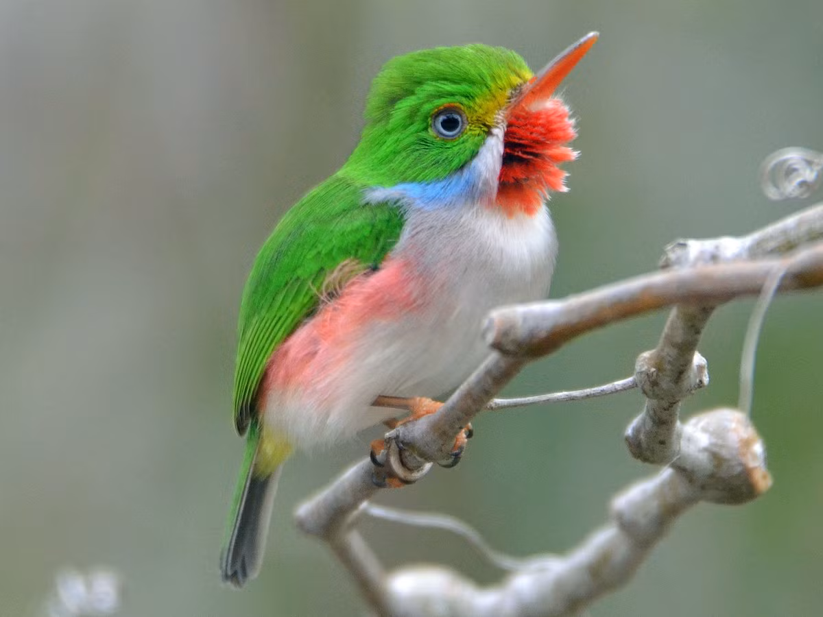 Chim sả Cuba (Todus multicolor). Kích thước: Dài 11 cm. Vùng phân bố: Cuba.