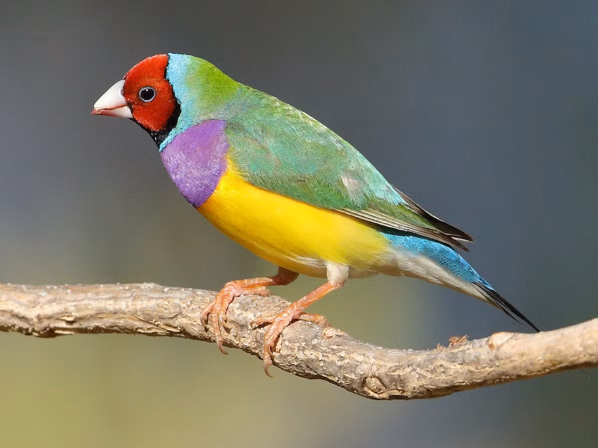Chim di ngũ sắc (Erythrura gouldiae). Kích thước: Dài 13 cm. Vùng phân bố: Tây Bắc Australia.