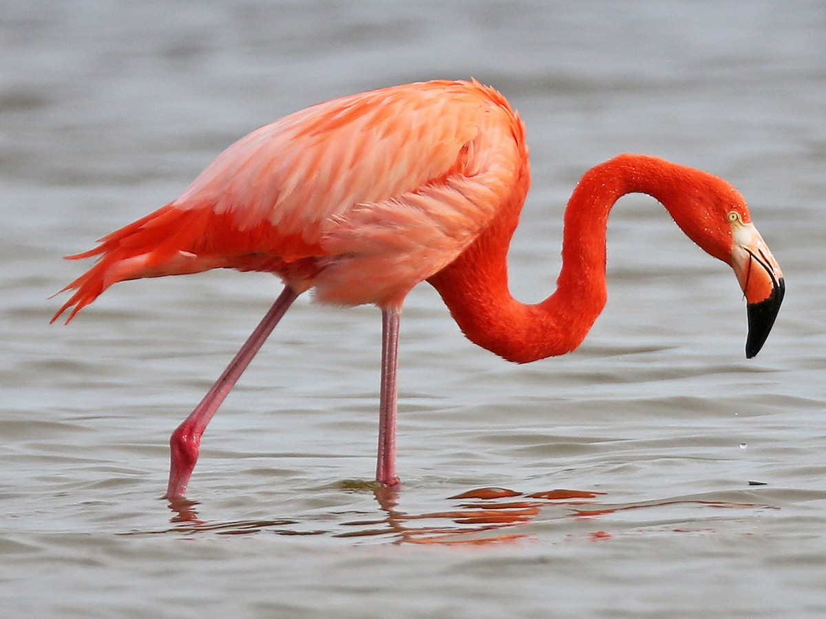 Chim hồng hạc (họ Phoenicopteridae). Kích thước: Dài 1,2-1,5 mét. Vùng phân bố: Khắp các châu lục, trừ Nam Cực.