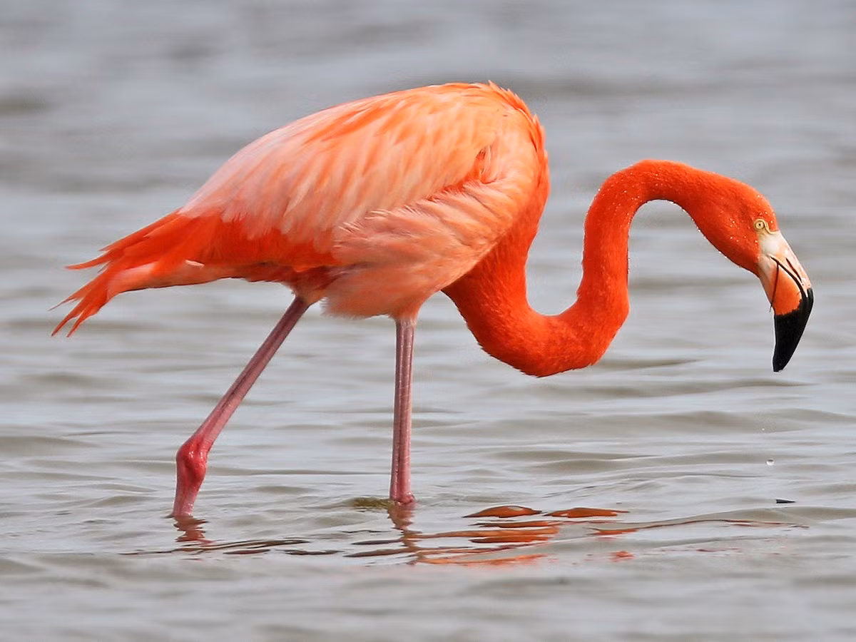 Chim hồng hạc (họ Phoenicopteridae). Kích thước: Dài 1,2-1,5 mét. Vùng phân bố: Khắp các châu lục, trừ Nam Cực.