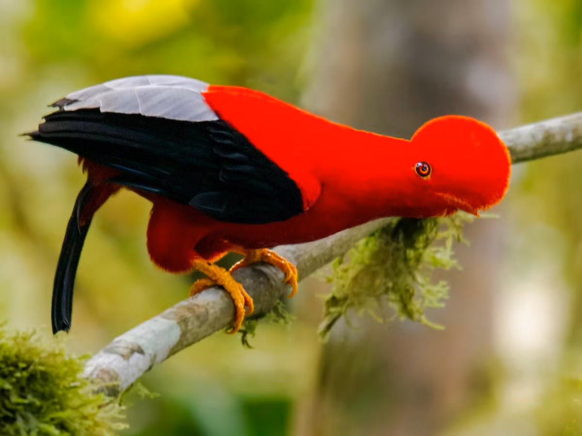 Chim tunki (Rupicola peruvianus). Kích thước: Dài 32 cm. Vùng phân bố: Dãy núi Andes, từ Venezuela đến Bolivia.