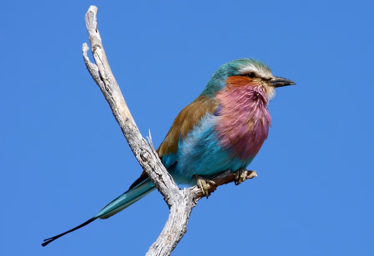 Chim sả rừng ngực hoa cà (Coracias caudatus). Kích thước: Dài 32-46 cm. Vùng phân bố: Đông và Nam Phi.