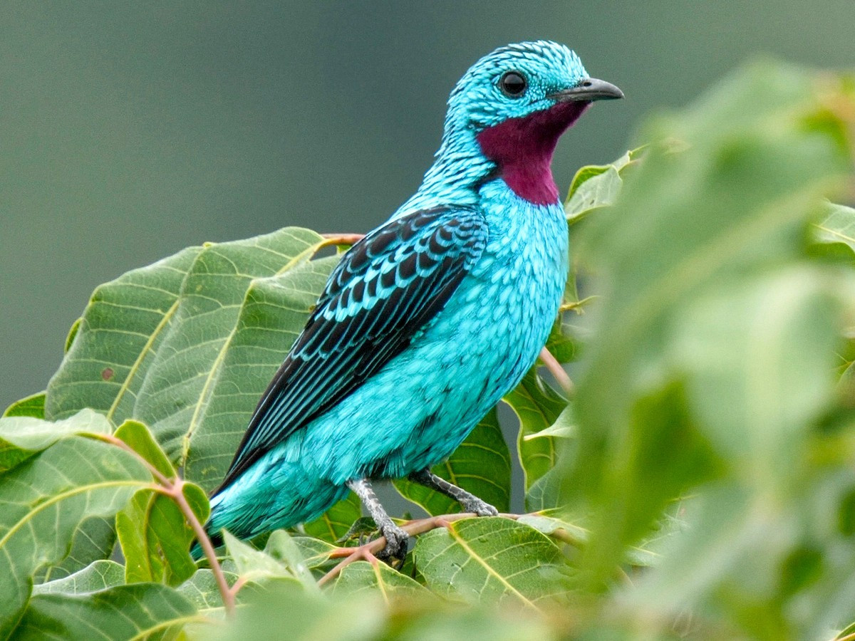 Chim cotinga lông vảy (Cotinga cayana). Kích thước: Dài 20-21 cm cm. Vùng phân bố: Rừng Amazon ở Nam Mỹ.