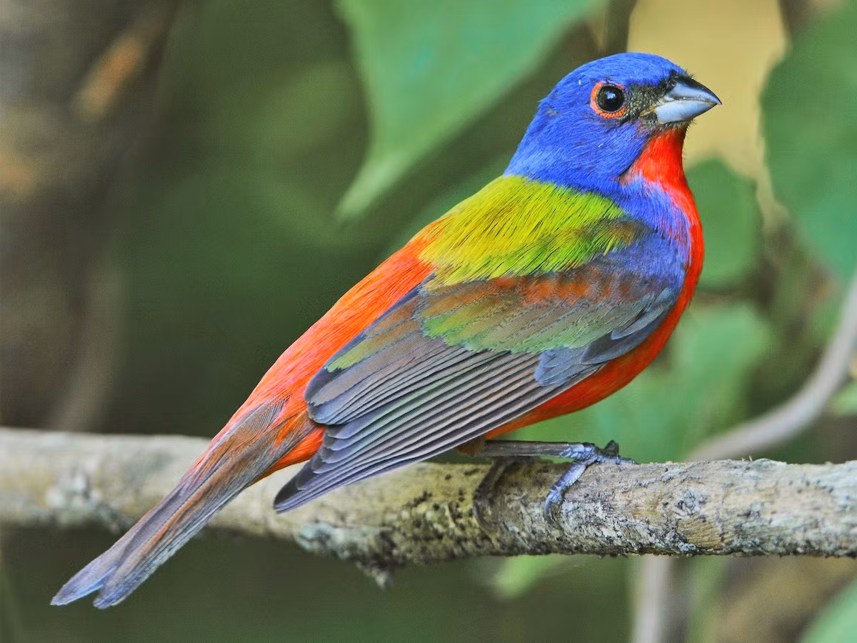 Chim sẻ đất màu (Passerina ciris). Kích thước: Dài 12-15 cm. Vùng phân bố: Đông Nam Hoa Kỳ.