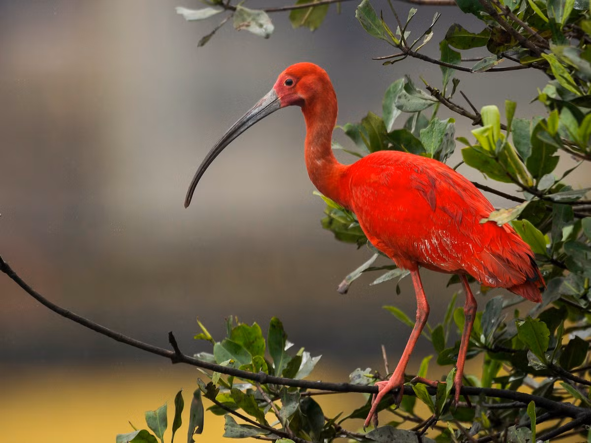 Chim cò quăm đỏ (Udocimus ruber). Kích thước: Dài 66 cm. Vùng phân bố: Nam Mỹ và hải đảo Caribbean.