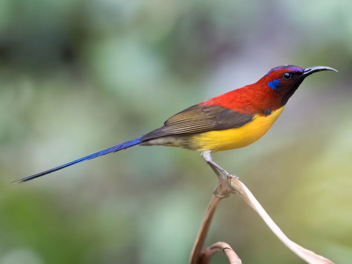 Chim hút mật họng vàng (Aethopyga gouldiae). Kích thước: Dài 11-17 cm. Vùng phân bố: Nam và Đông Nam Á.