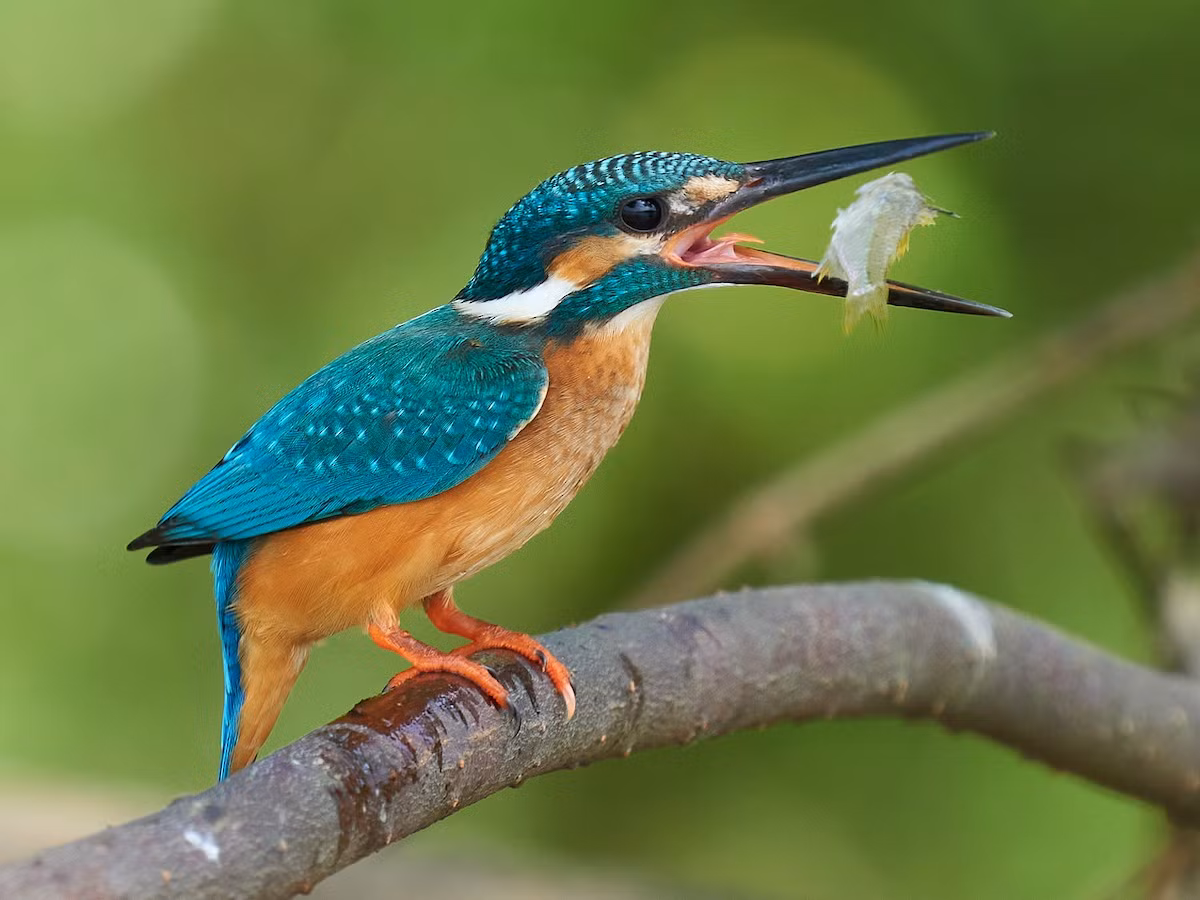 Chim bồng chanh (Alcedo atthis). Kích thước: Dài 17-19 cm. Vùng phân bố: Toàn cầu.