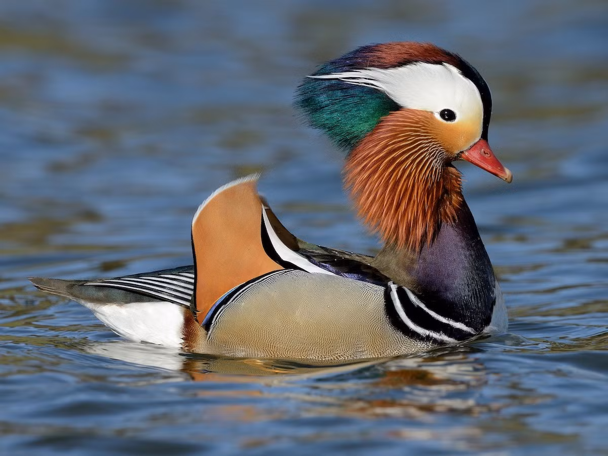 Chim uyên ương (Aix galericulata). Kích thước: Dài 41 to 49 cm. Vùng phân bố: Đông Á.