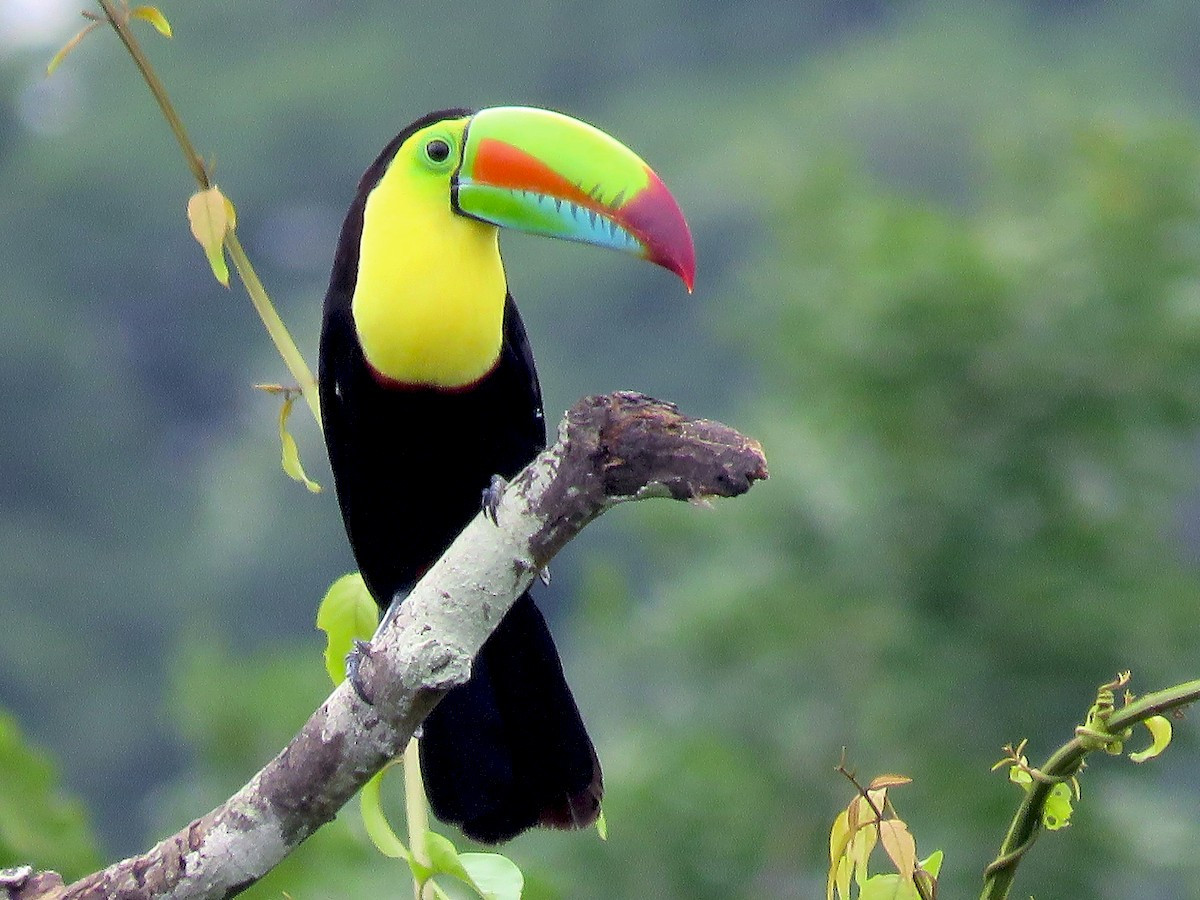 Chim tu căng ngực vàng (Ramphastos sulfuratus). Kích thước: Dài 42 to 55 cm. Vùng phân bố: Nam Mexico, Venezuela, Colombia.