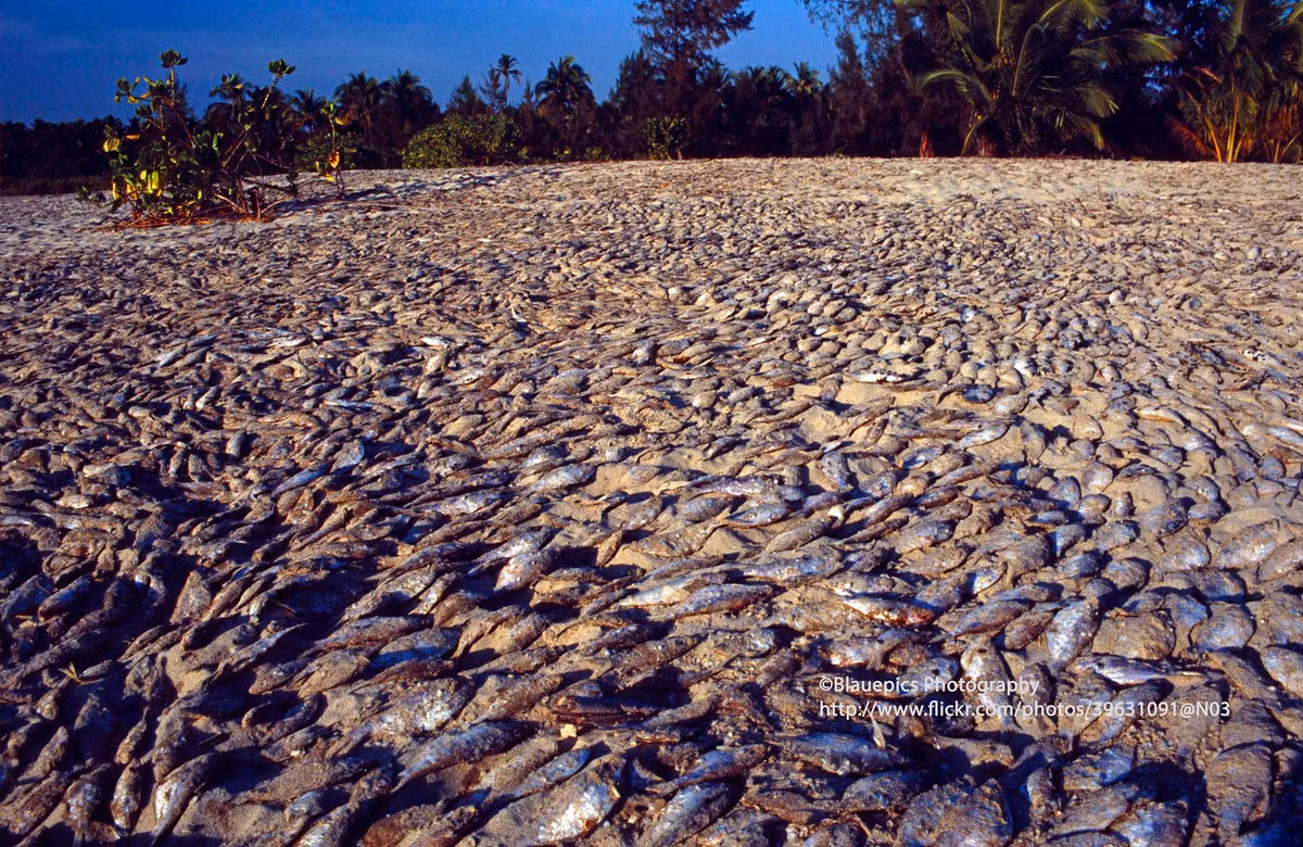 Cá được phơi khô trên bãi biển Ngapali, bang Rakhine, Myanmar năm 1996. Ảnh: Gunter Hartnagel/Flickr.