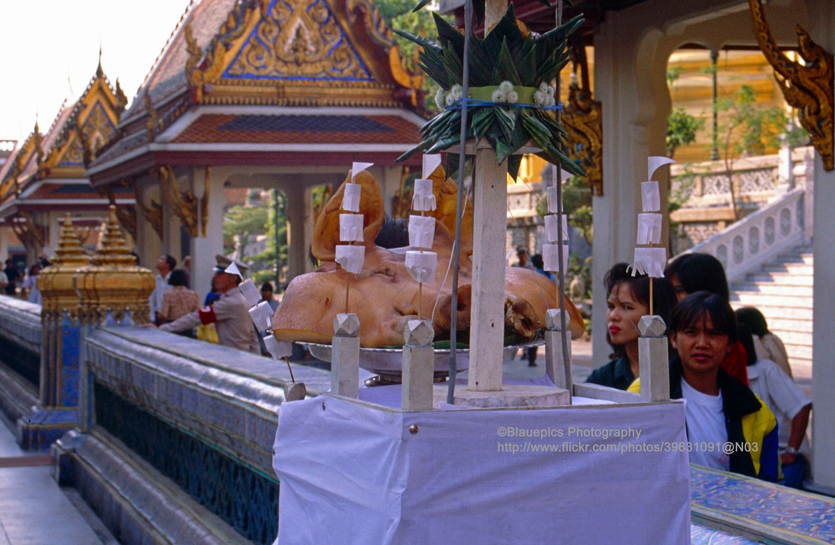Người hành hương dâng cúng đầu lợn ở chùa Phra Kaew.