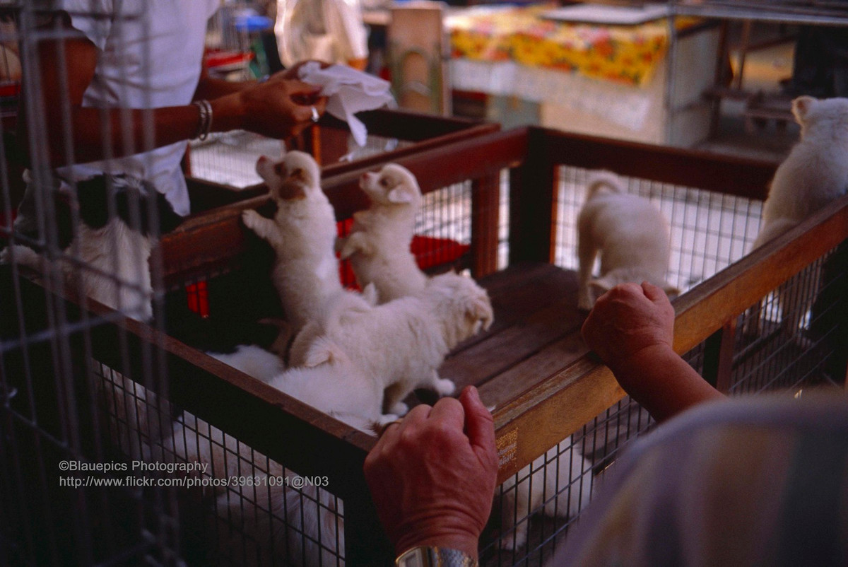 Chó con được bán ở Chatuchak, khu chợ lớn nhất Thái Lan, ngày cuối tuần.