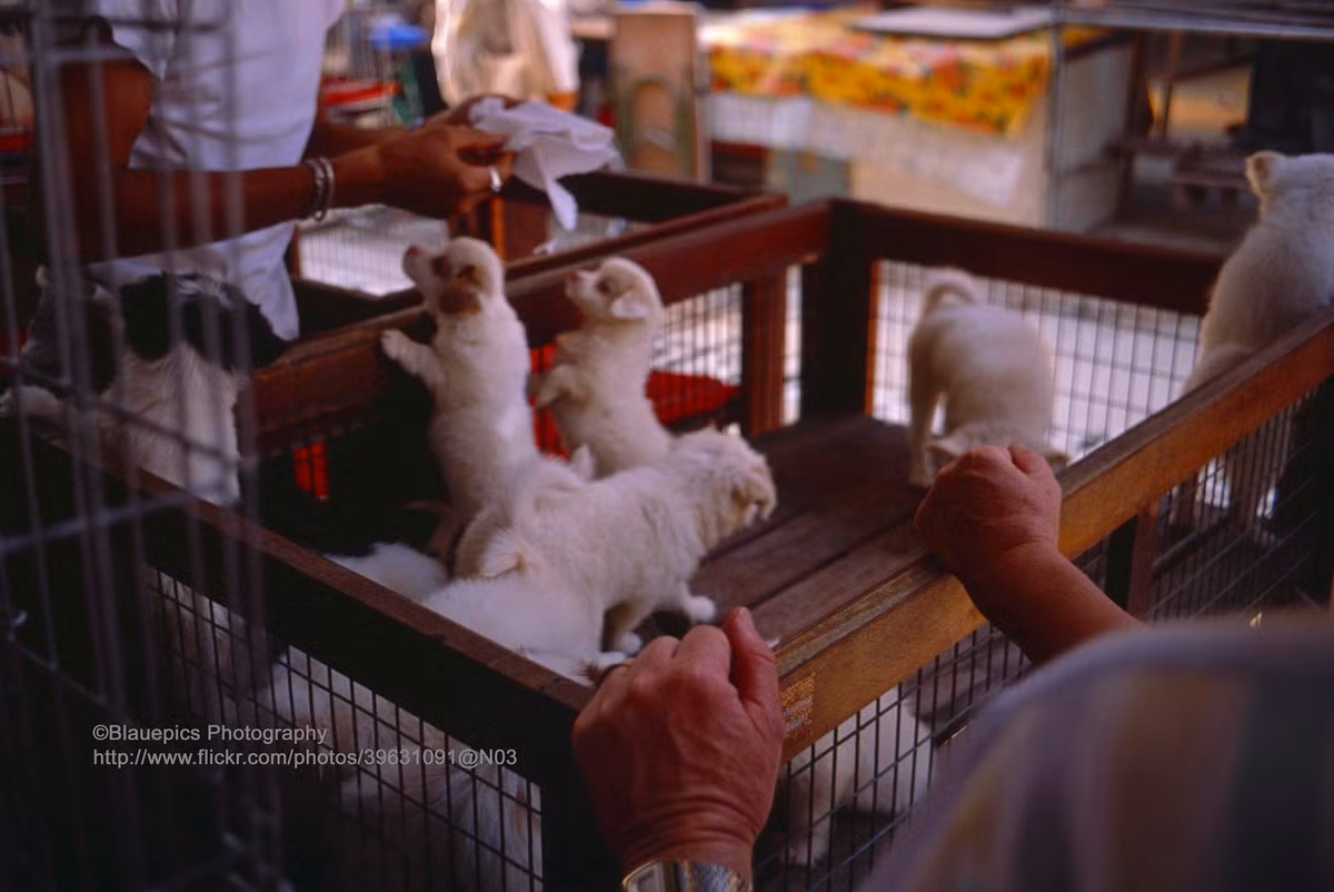 Chó con được bán ở Chatuchak, khu chợ lớn nhất Thái Lan, ngày cuối tuần.