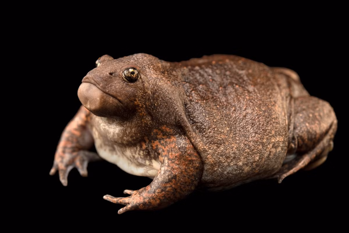 Trước thực trạng này, các dự án bảo tồn đã được thực hiện ở Thái Lan để nhân giống và thả nhái lưỡi vào môi trường sống tự nhiên. Ảnh: Joel Sartore.