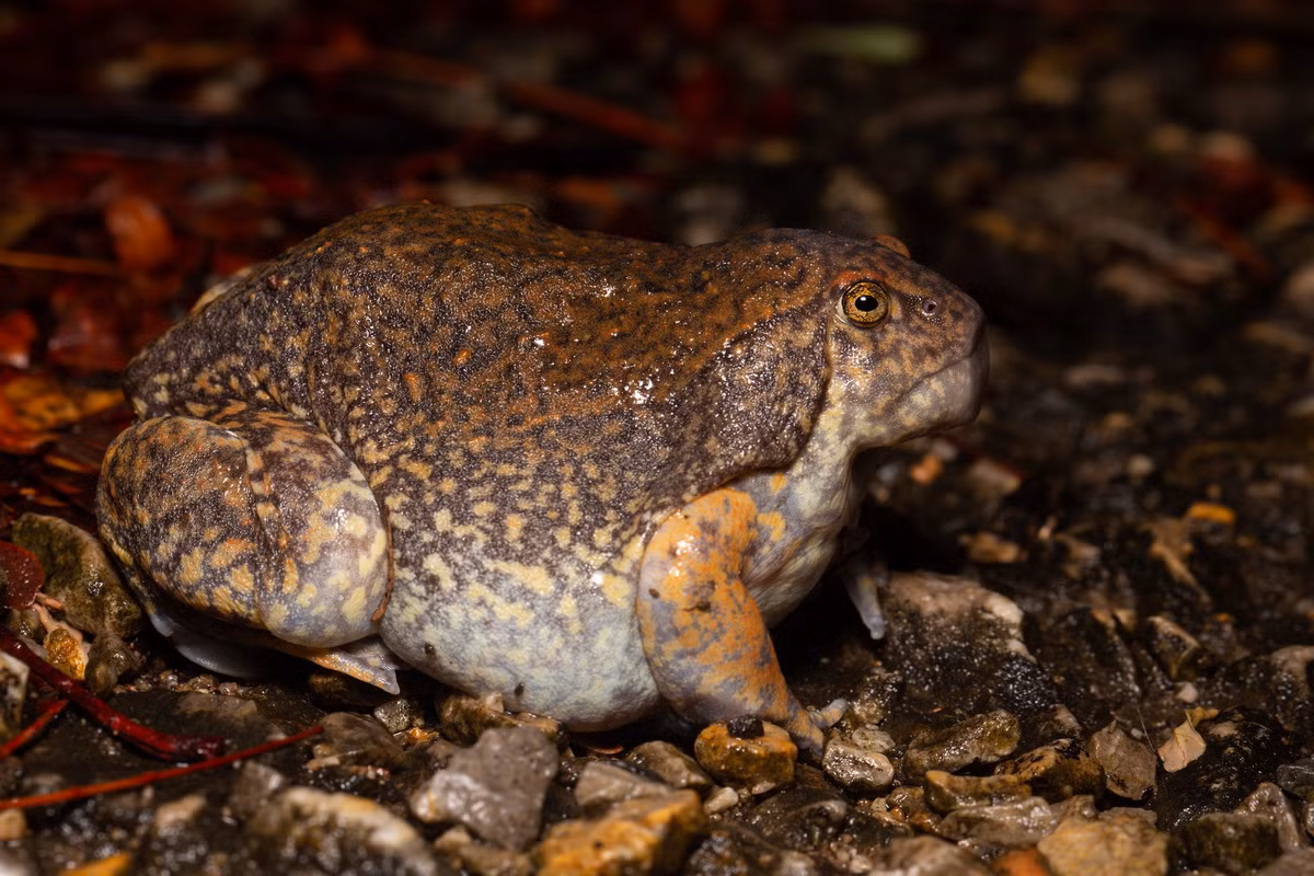 Nhái lưỡi cái đẻ trứng trong những vũng nước đọng hoặc ao và mương. Mỗi lần chúng đẻ từ 200–300 trứng. Ảnh: Clasbio.ru.