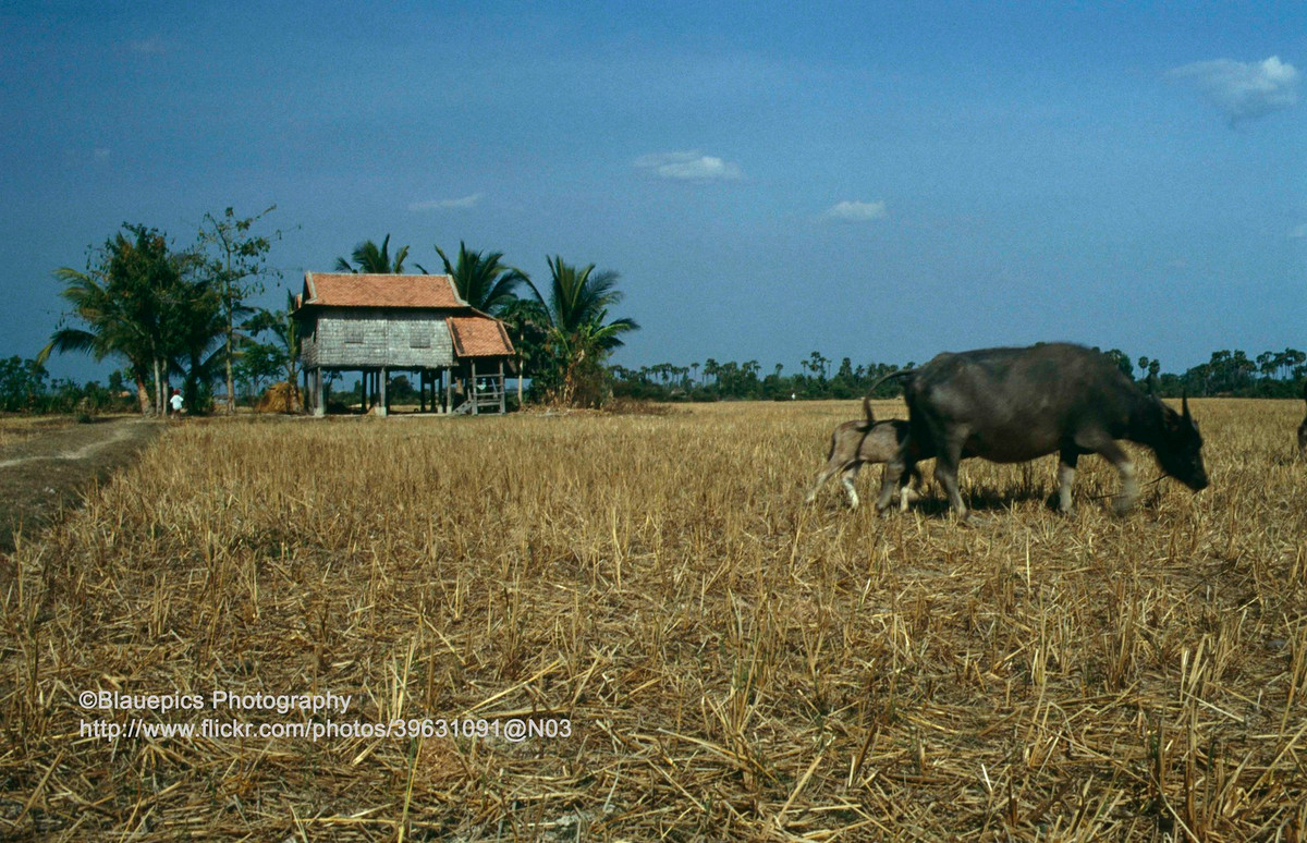 Cảnh đồng quê ở Siem Reap, nơi có các di tích vĩ đại của vương quốc Khmer cổ.