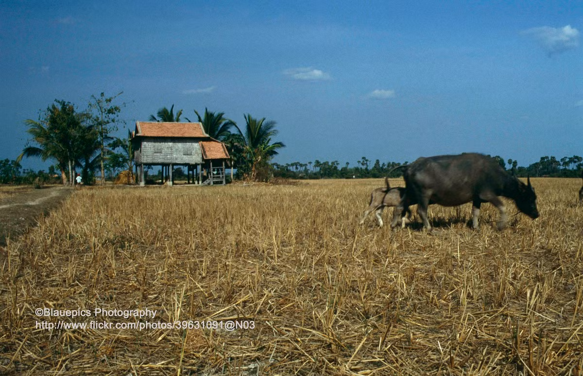 Cảnh đồng quê ở Siem Reap, nơi có các di tích vĩ đại của vương quốc Khmer cổ.
