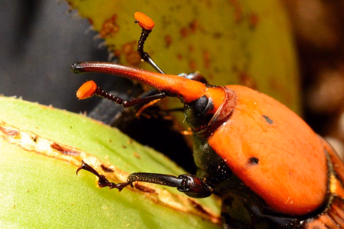 Mặc dù được coi là một thực phẩm có giá trị cao, đuông dừa có thể trở thành sâu hại nếu phát triển quá mức ở các vùng trồng dừa thương phẩm, như khu vực Bến Tre của Việt Nam. Ảnh: Pellegrini Giardini.