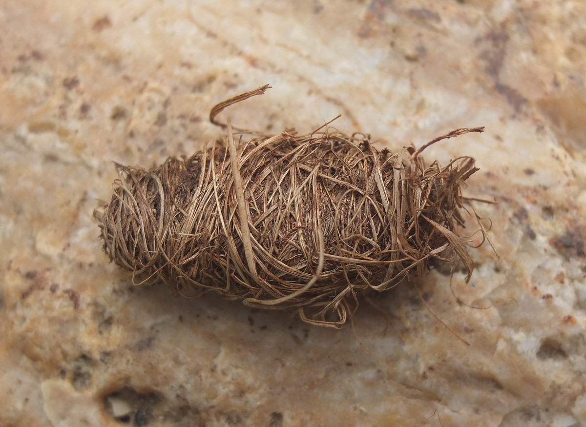 Sau đó, đuông bắt đầu giai đoạn nhộng. Nhộng nằm trong một kén hình bầu dục được tạo thành bằng các sợi xơ có trong thân cây hoặc bẹ lá. Trong cái kén này, chúng trải qua những biến đổi lớn trong 15-20 ngày. Ảnh: BioChemTech.