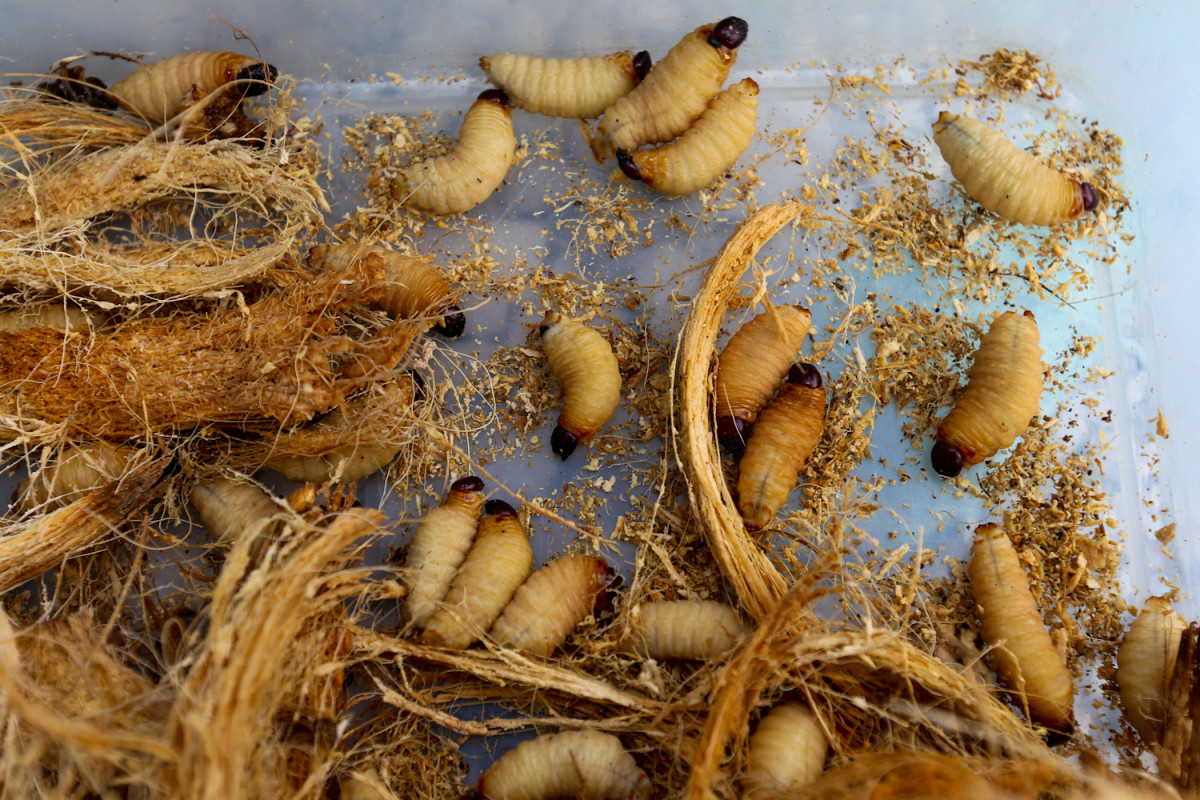 Ấu trùng của mọt cọ đỏ - con đuông - sống từ 50-70 ngày trong thân cây. Suốt thời gian này chúng đục khoét liên tục và trở nên béo mập, đạt chiều dài từ 40 – 50 mm. Đây là lúc đuông được con người khai thác để làm thực phẩm. Ảnh: VnExpress.