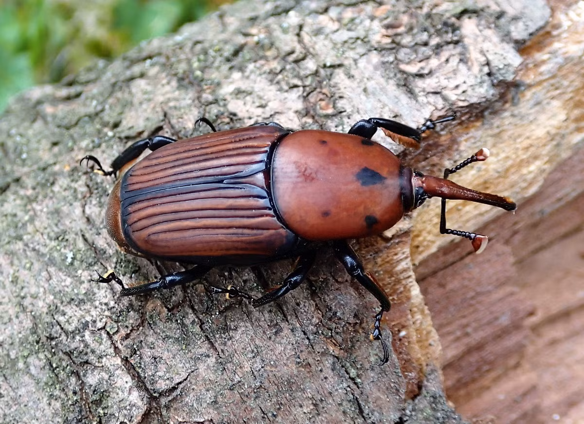 Vào mùa sinh sản, mọt cọ đỏ cái trưởng thành bay tới các thân cây dừa một số loài cây thuộc họ Cau khác như cau, chà là, cọ Sago... và dùng vòi đục lỗ vào thân cây hoặc chui vào những kẽ nứt, lỗ hang có sẵn do loài khác để lại. Ảnh: Biolib.cz.