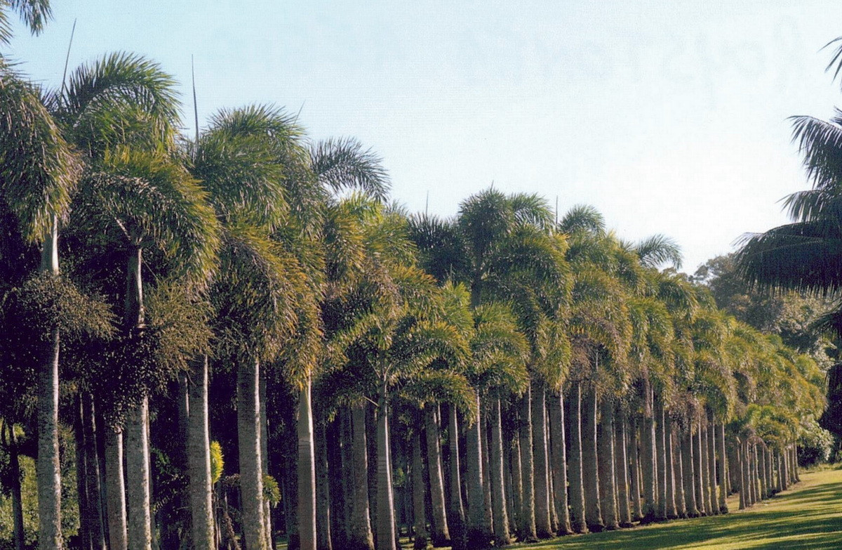  Quốc thụ của Cuba: Cây cau vua Cuba (Roystonea regia).