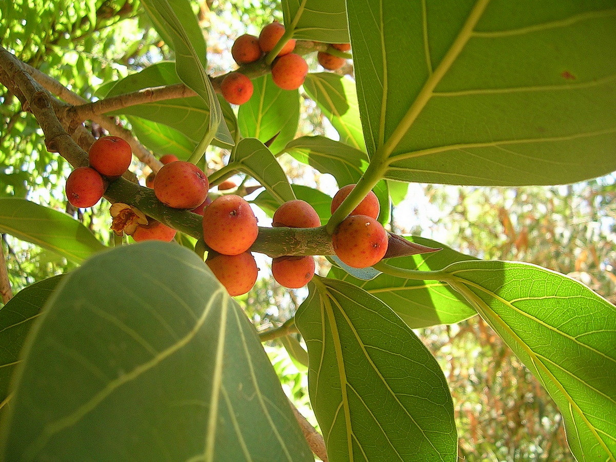  Quốc thụ của Ấn Độ: Cây đa (Ficus benghalensis).