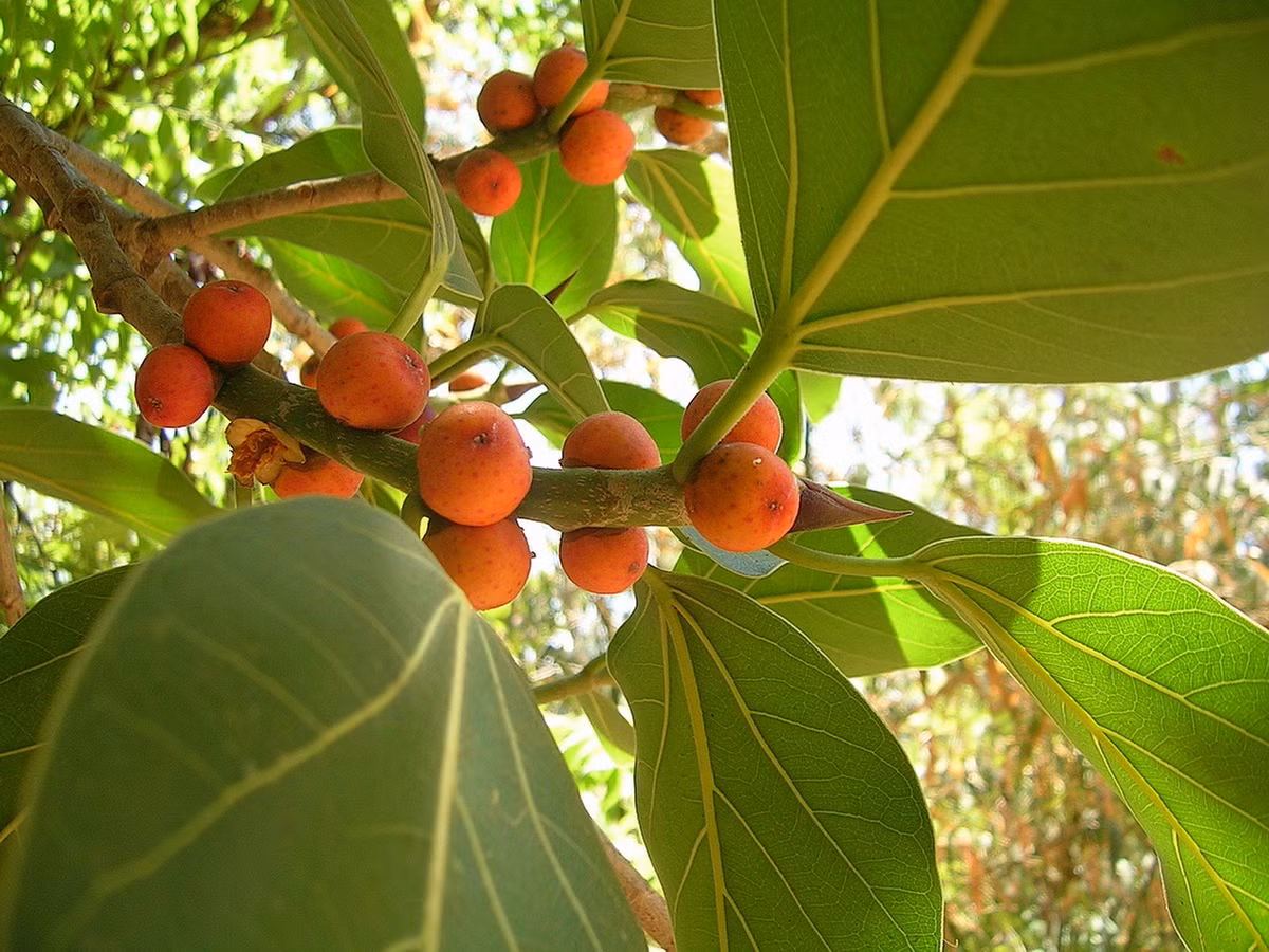  Quốc thụ của Ấn Độ: Cây đa (Ficus benghalensis).