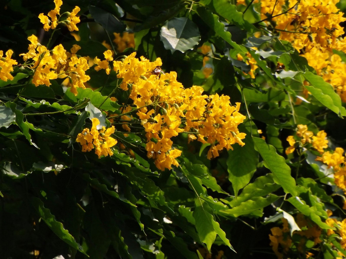  Quốc thụ của Philippines: Cây giáng hương mắt chim (Pterocarpus indicus).