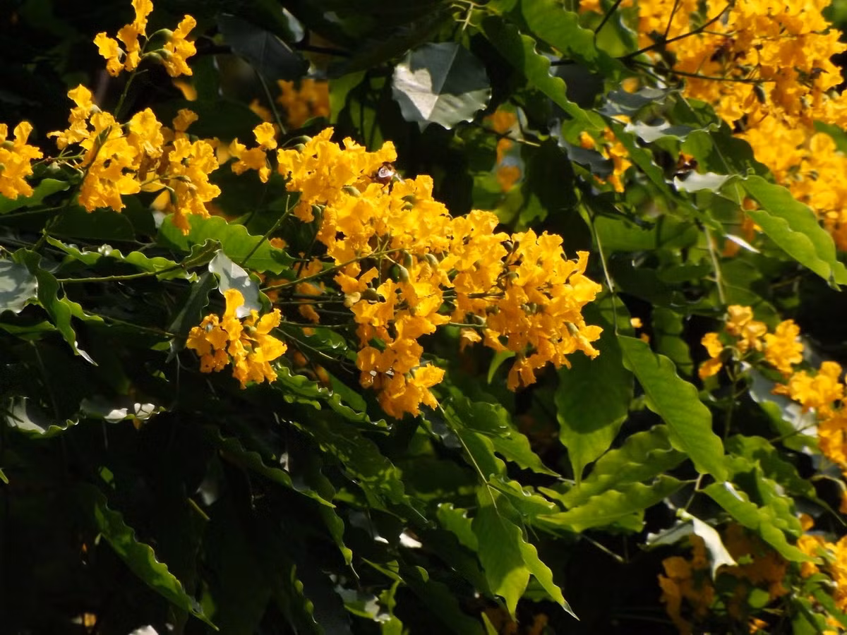  Quốc thụ của Philippines: Cây giáng hương mắt chim (Pterocarpus indicus).